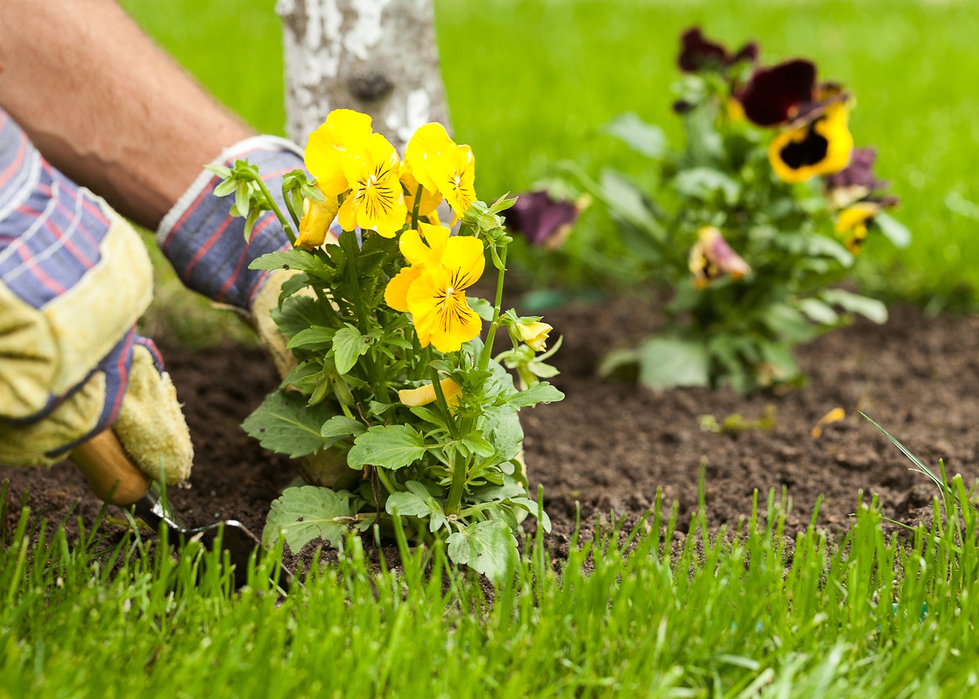 Gardening Guru